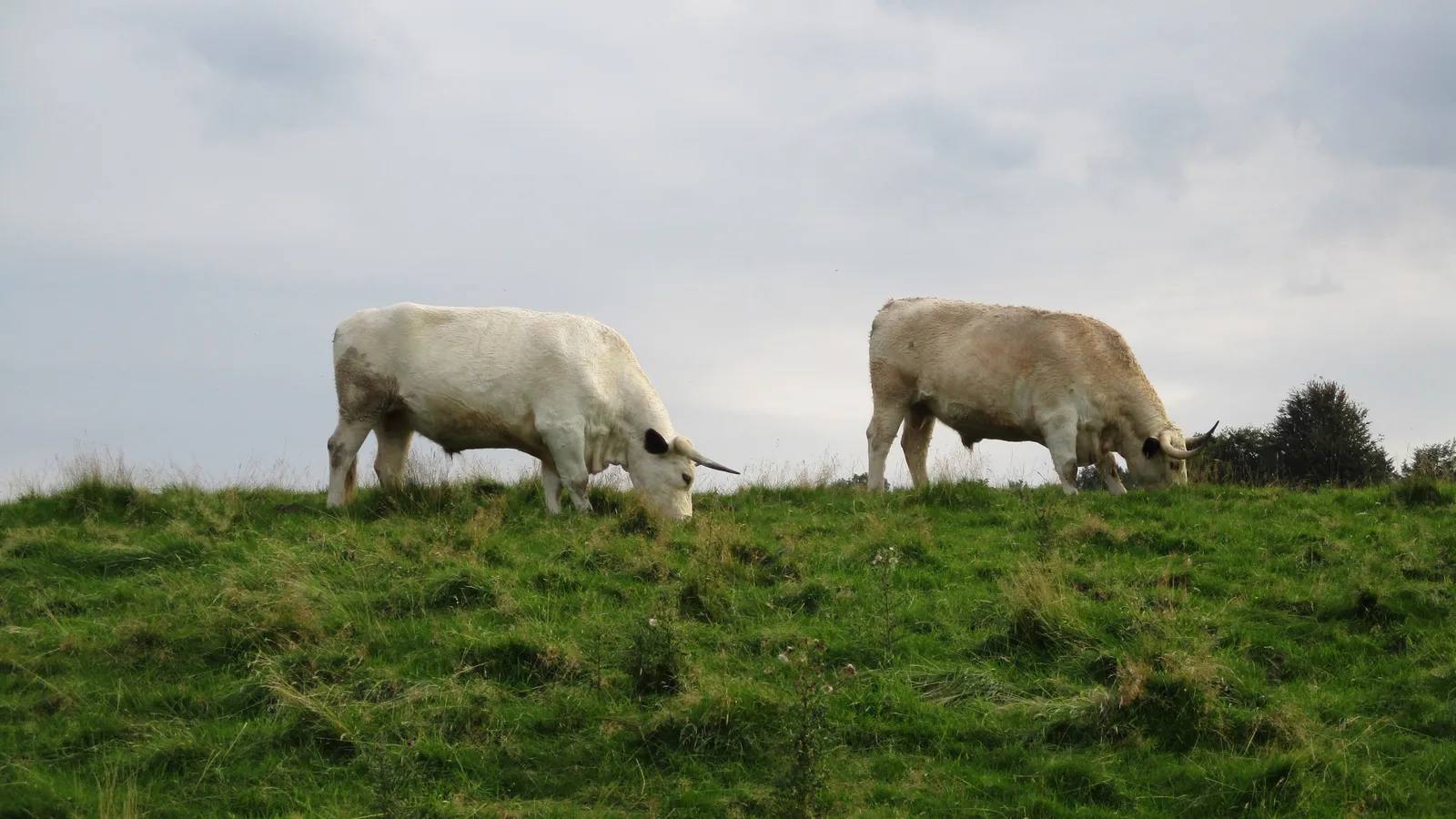 White Park cattle grazing at Chatelherault Country Park