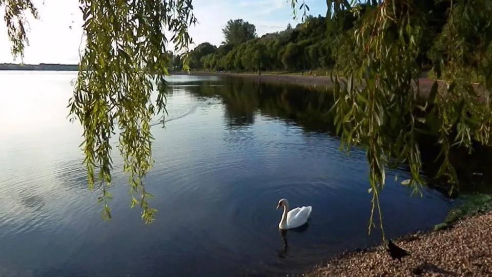 A swan on Strathclyde Loch beneath willow branches