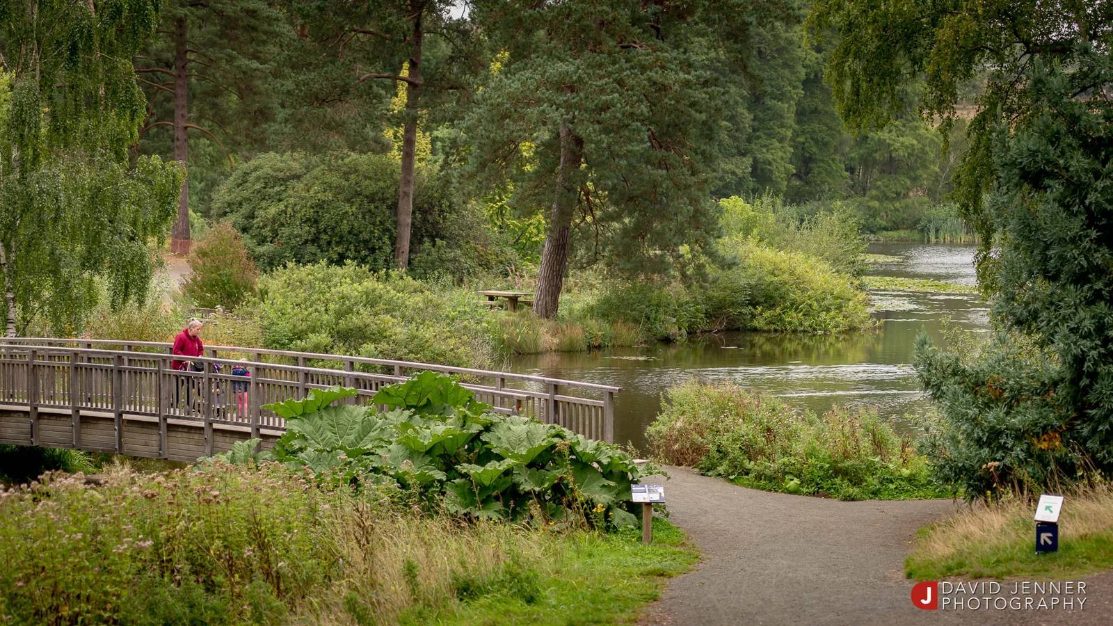 A parent and child crossing a wooden bridge beside the lake at Bedgebury Pinetum