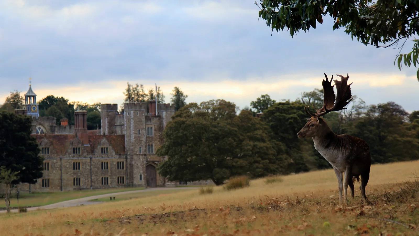 A stag standing in autumn parkland at Knole