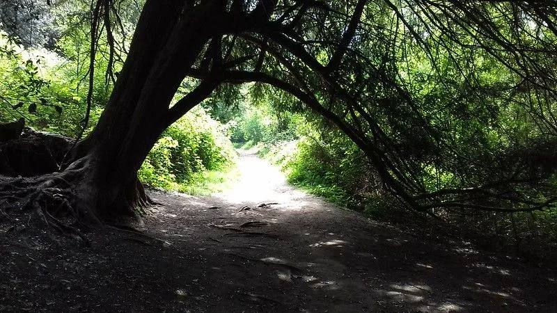 A shaded path beneath arching trees in Shorne Woods