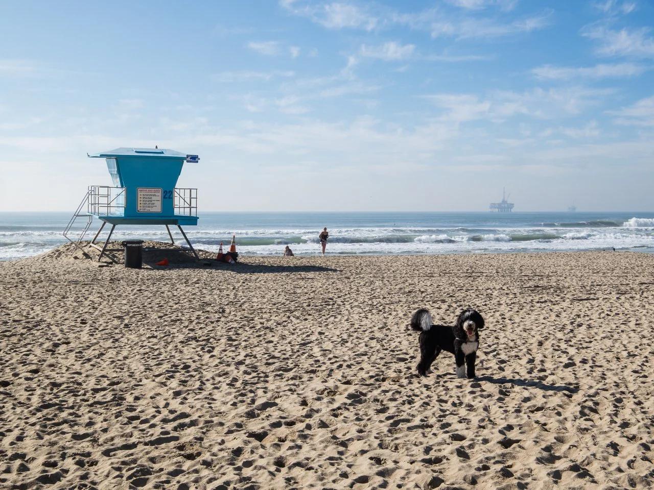 A lifeguard station and a dog on open sand at Huntington Dog Beach, with Pacific surf beyond.