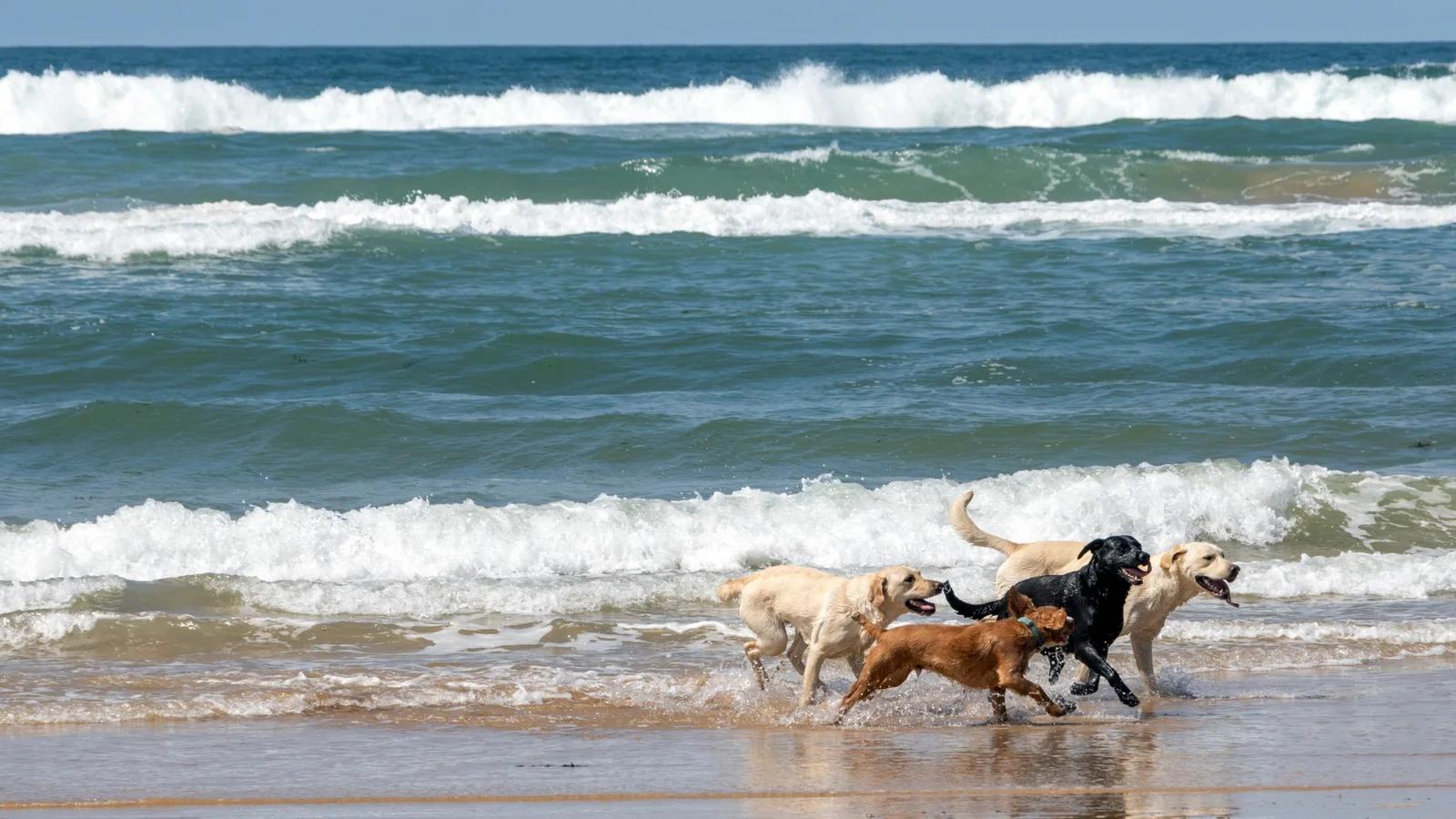 Four dogs running together at the waterline at Freshwater West