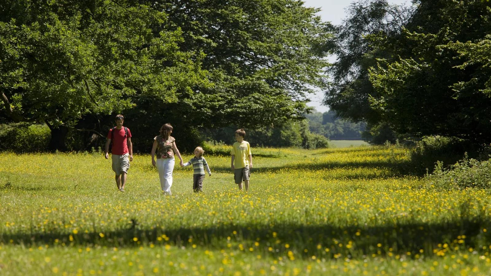 A family walking through a buttercup glade in Hatfield Forest