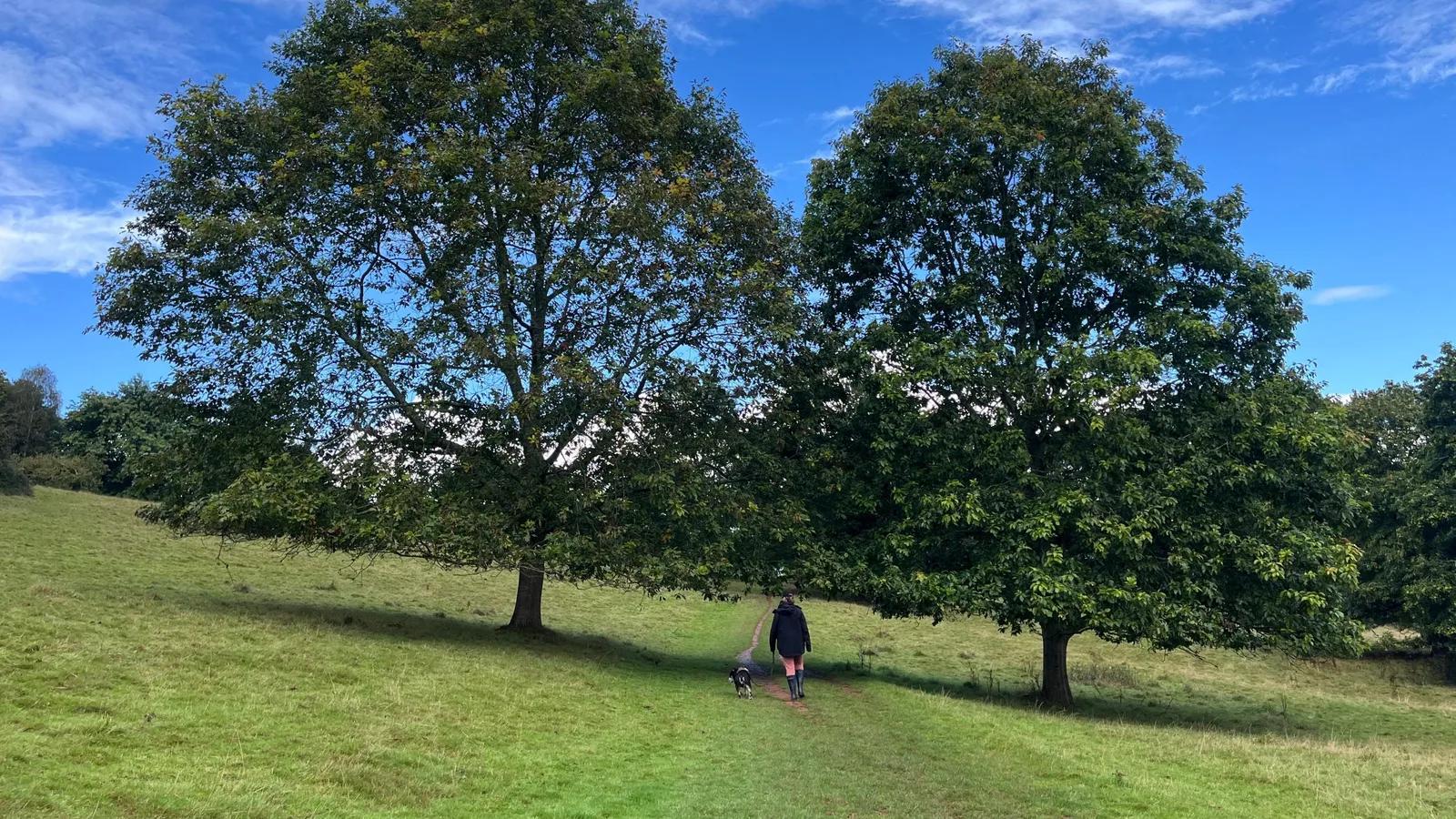 A visitor and dog walking through open parkland at Killerton