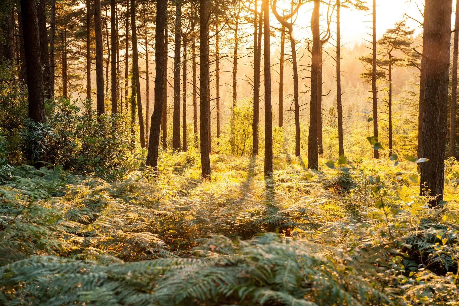 Sunlight filtering through conifers and bracken at Wilverley