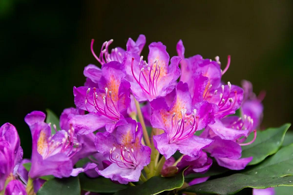 Rhododendrons and a path in Heaton Park