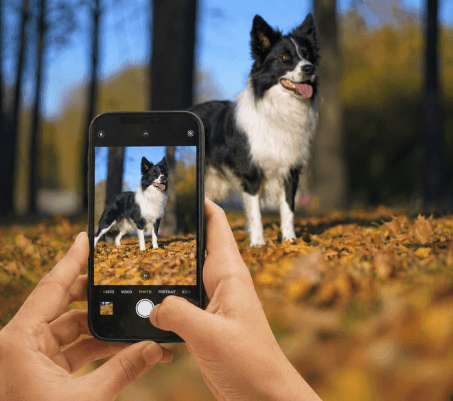 Snapshot of your dog