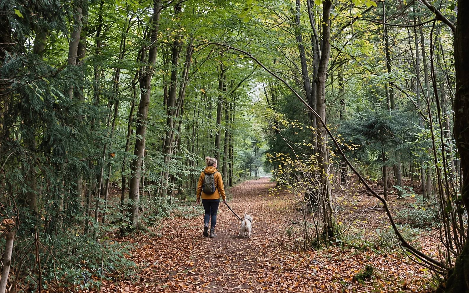 Edited photograph of a woman walking a small dog on a lead along the woodland path at Leigh Woods
