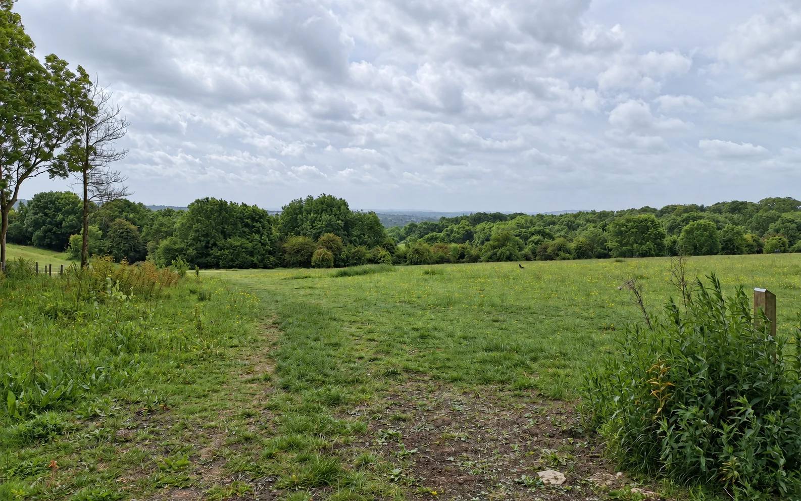 Open parkland and woodland edge at Stoke Park Estate