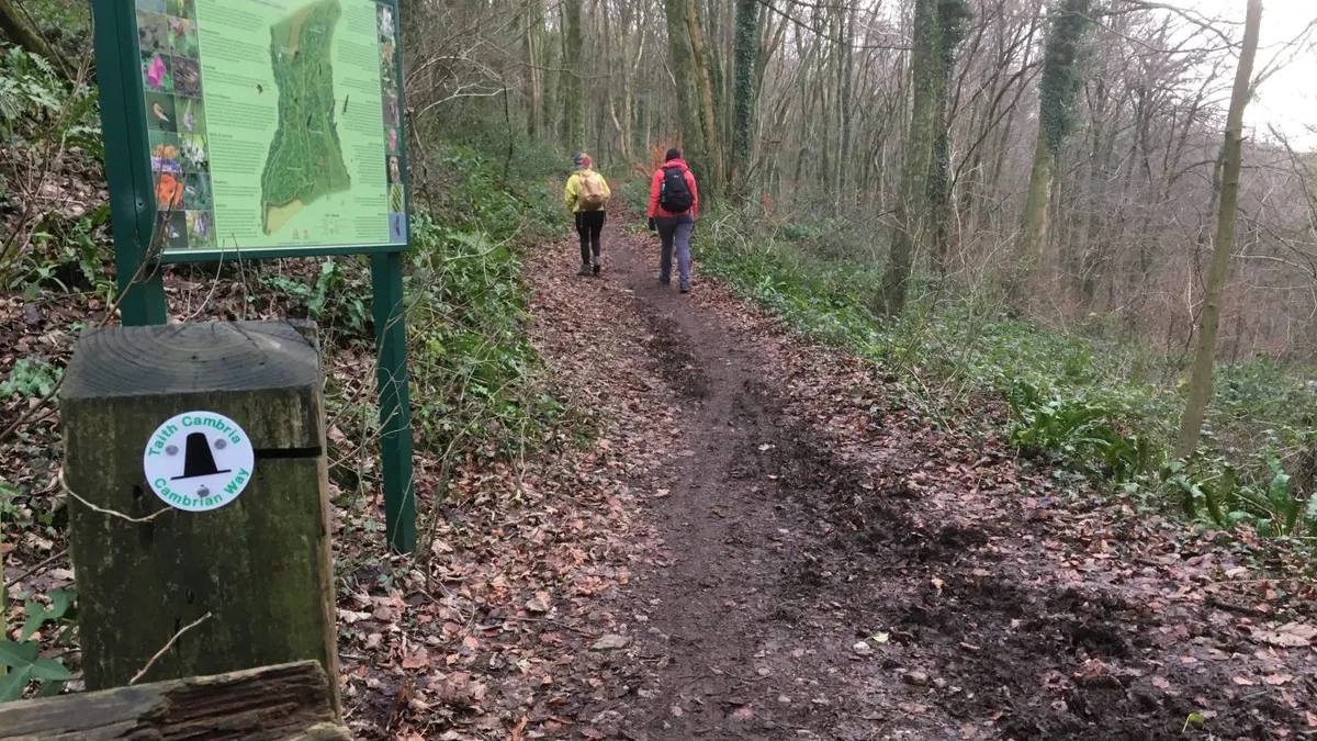 Two walkers following a waymarked woodland trail in Fforest Ganol