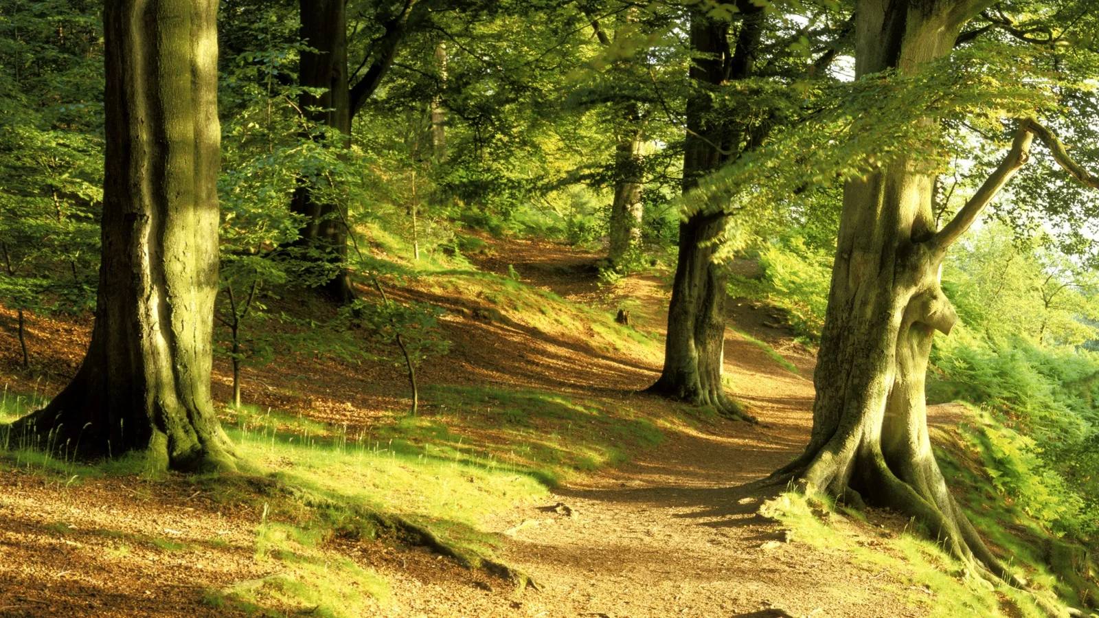 A sunlit woodland path winding between old beech trees at Alderley Edge