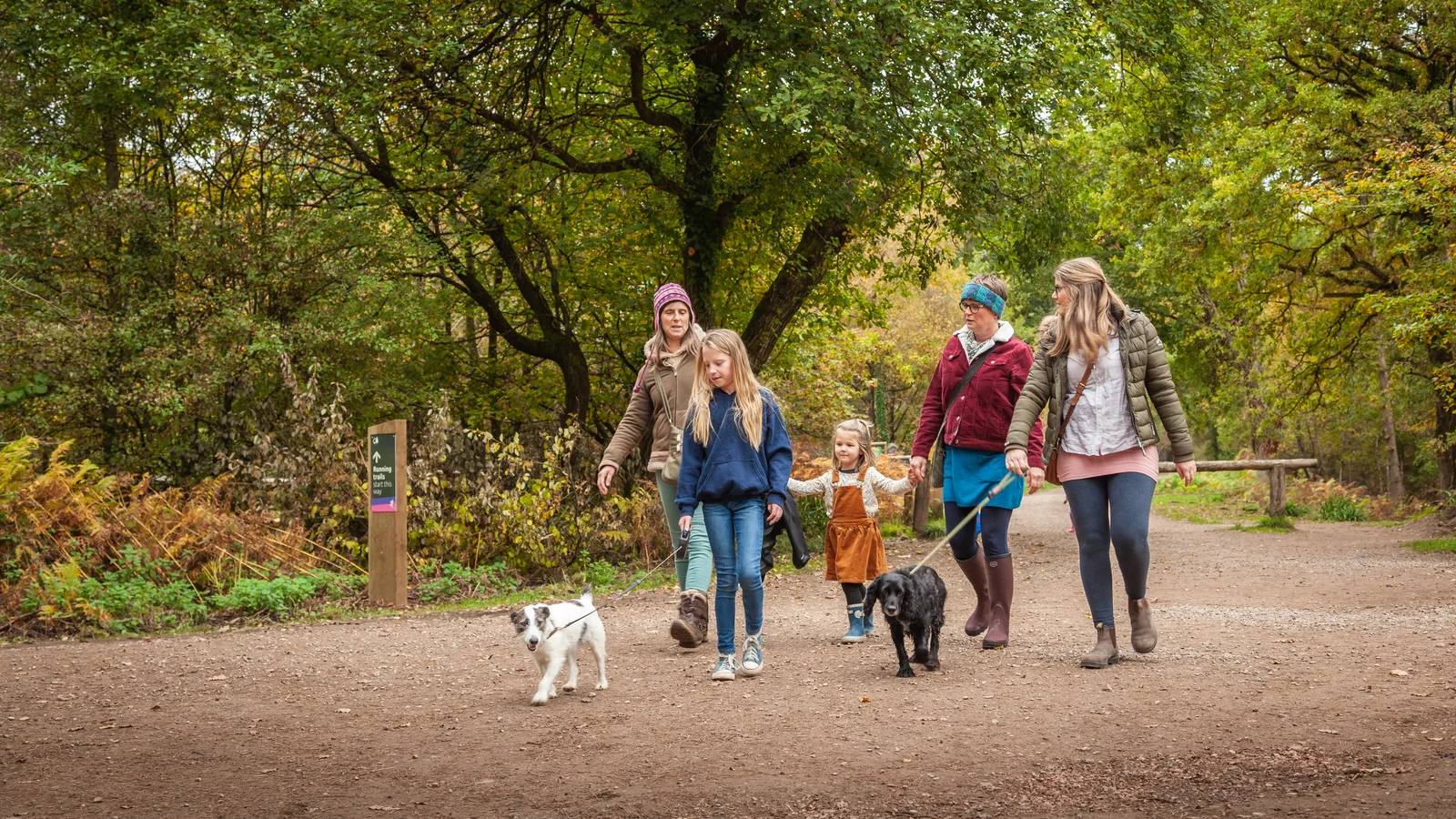 Adults and children walking two dogs along a broad woodland trail at Delamere Forest