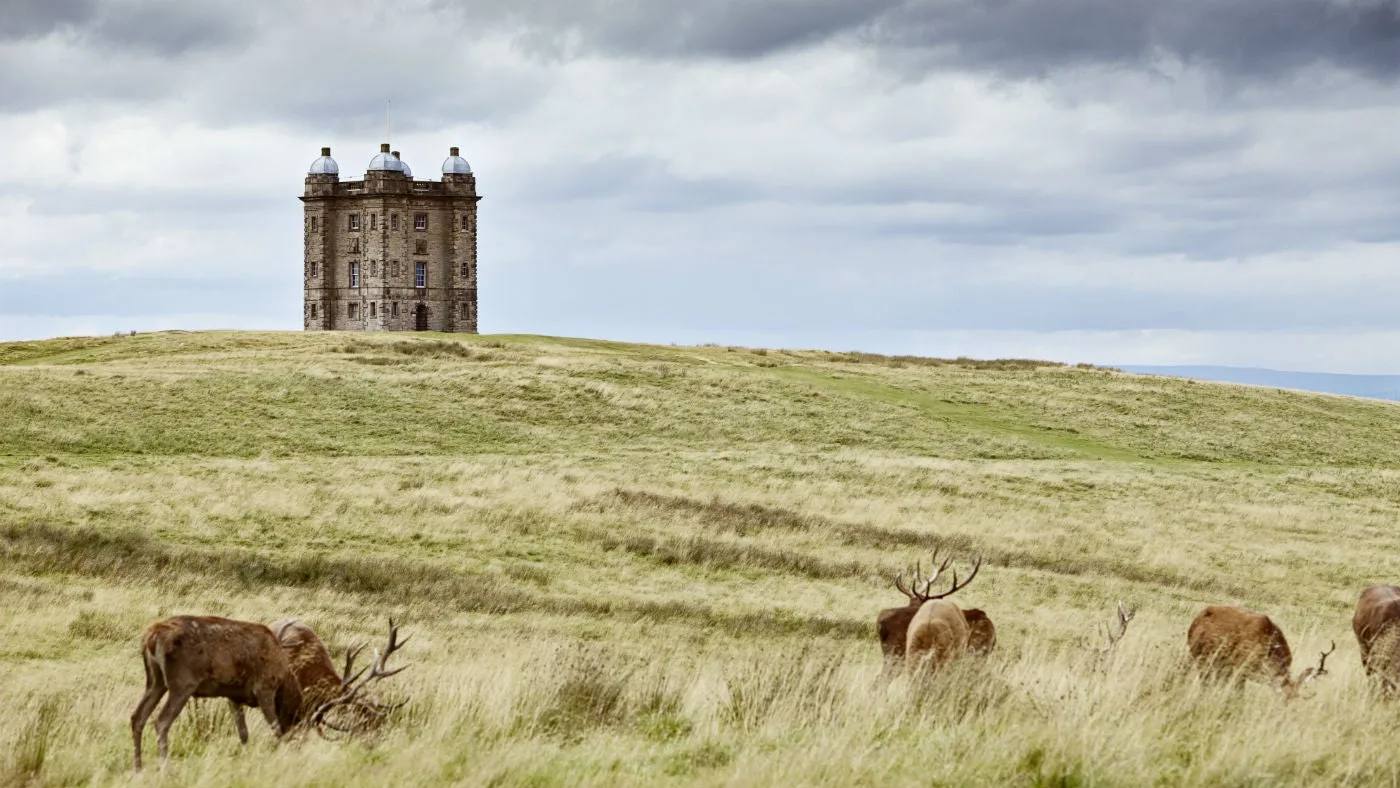 Red deer grazing below the Cage on open moorland at Lyme