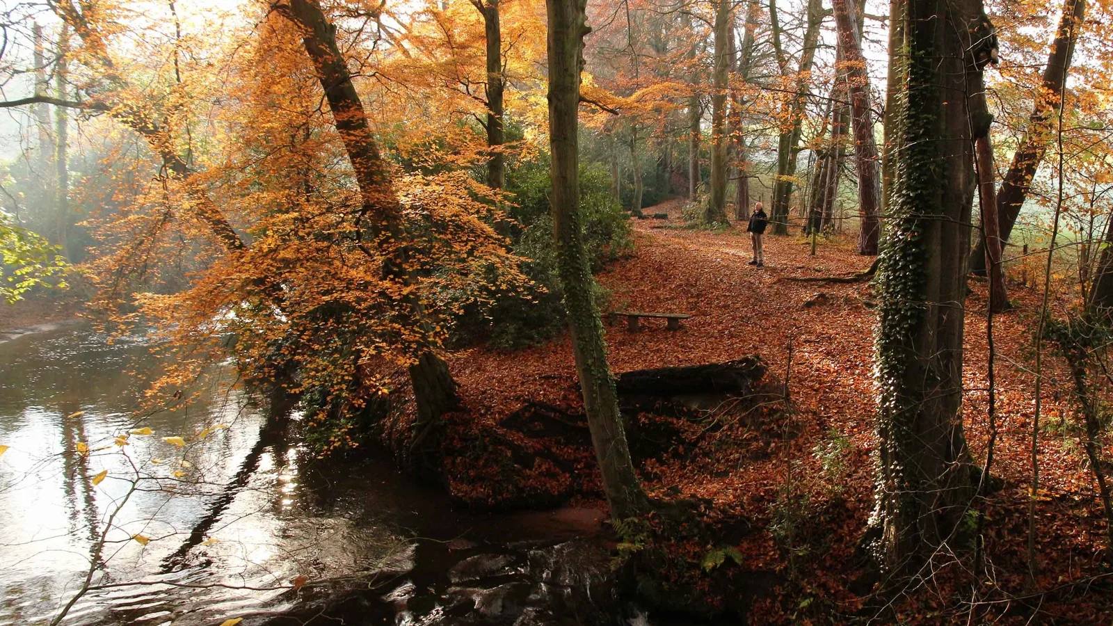 An autumn woodland path beside the River Bollin at Quarry Bank