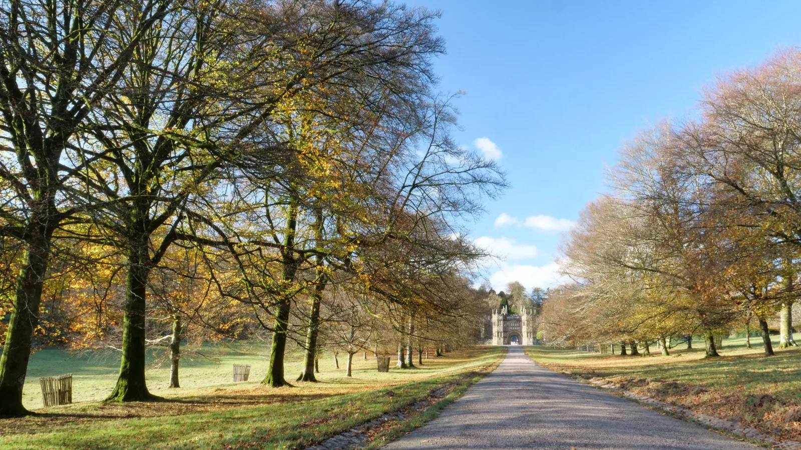 Autumn trees lining East Avenue towards the gatehouse at Lanhydrock