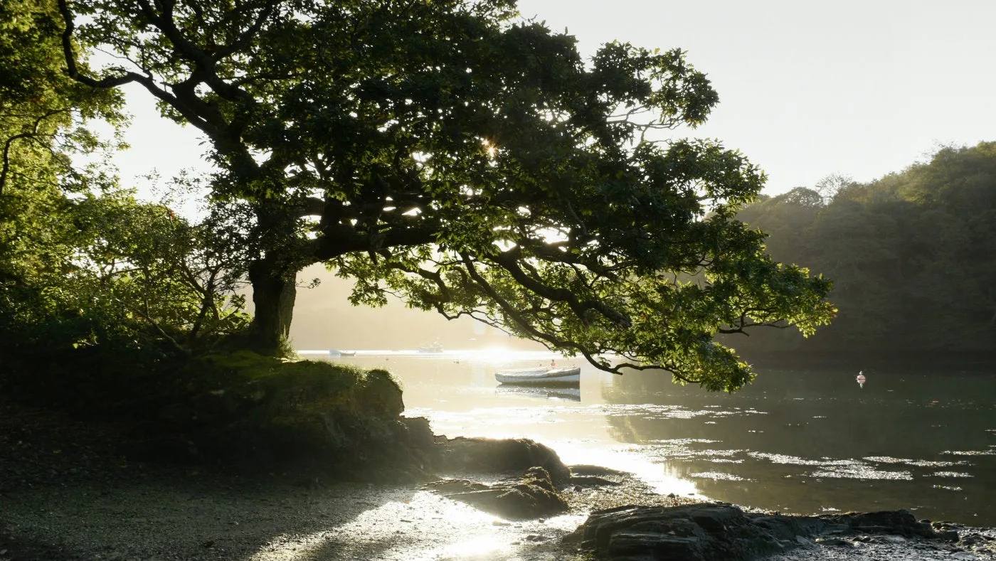 A sessile oak and moored boats beside Lamouth Creek at Trelissick