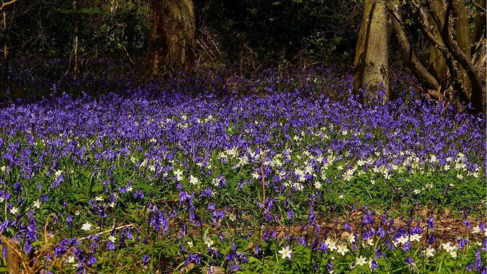 Bluebells and wood anemones beneath trees at Danbury Ridge