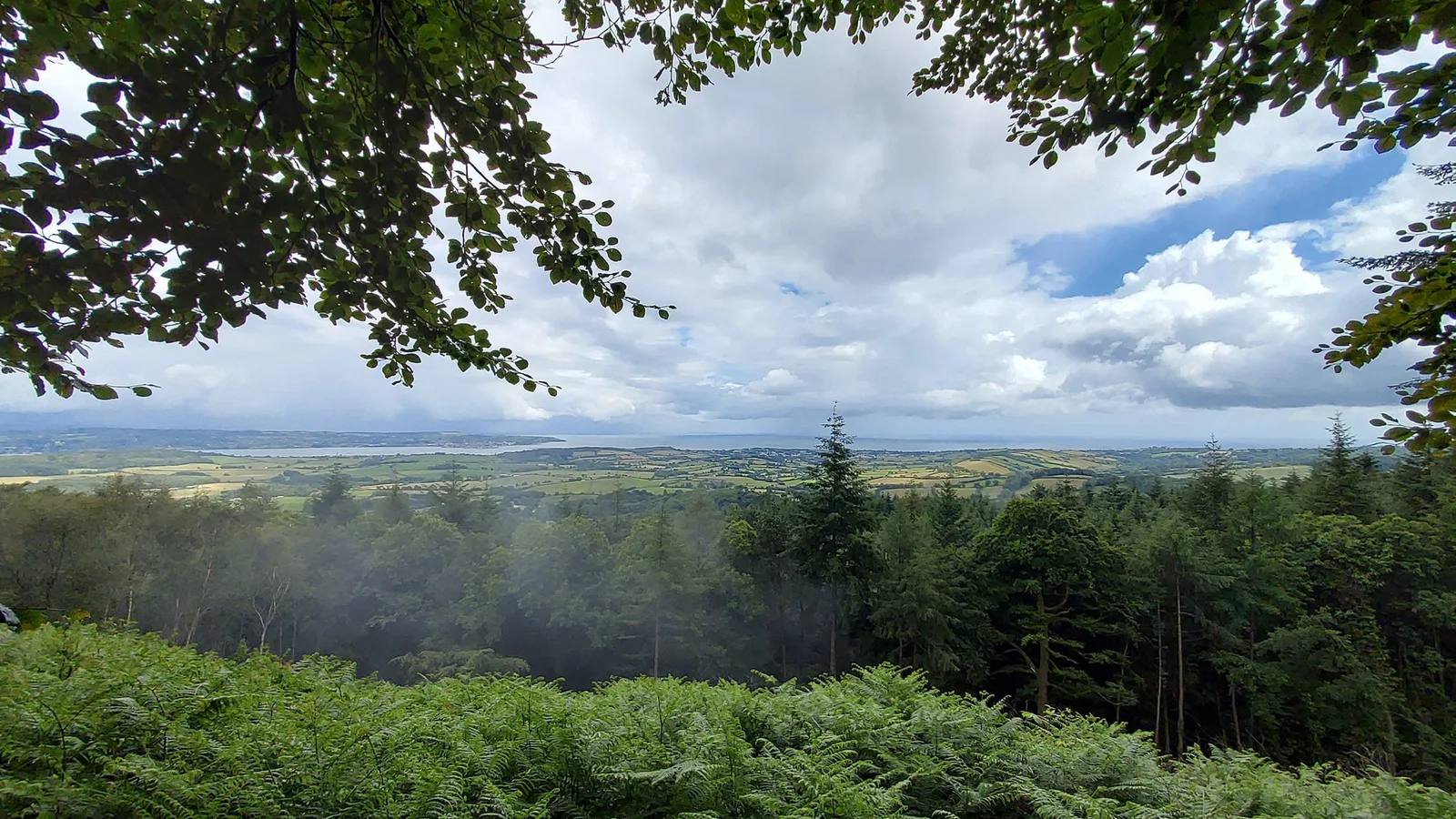 The view from Mamhead across forest to the Exe Estuary