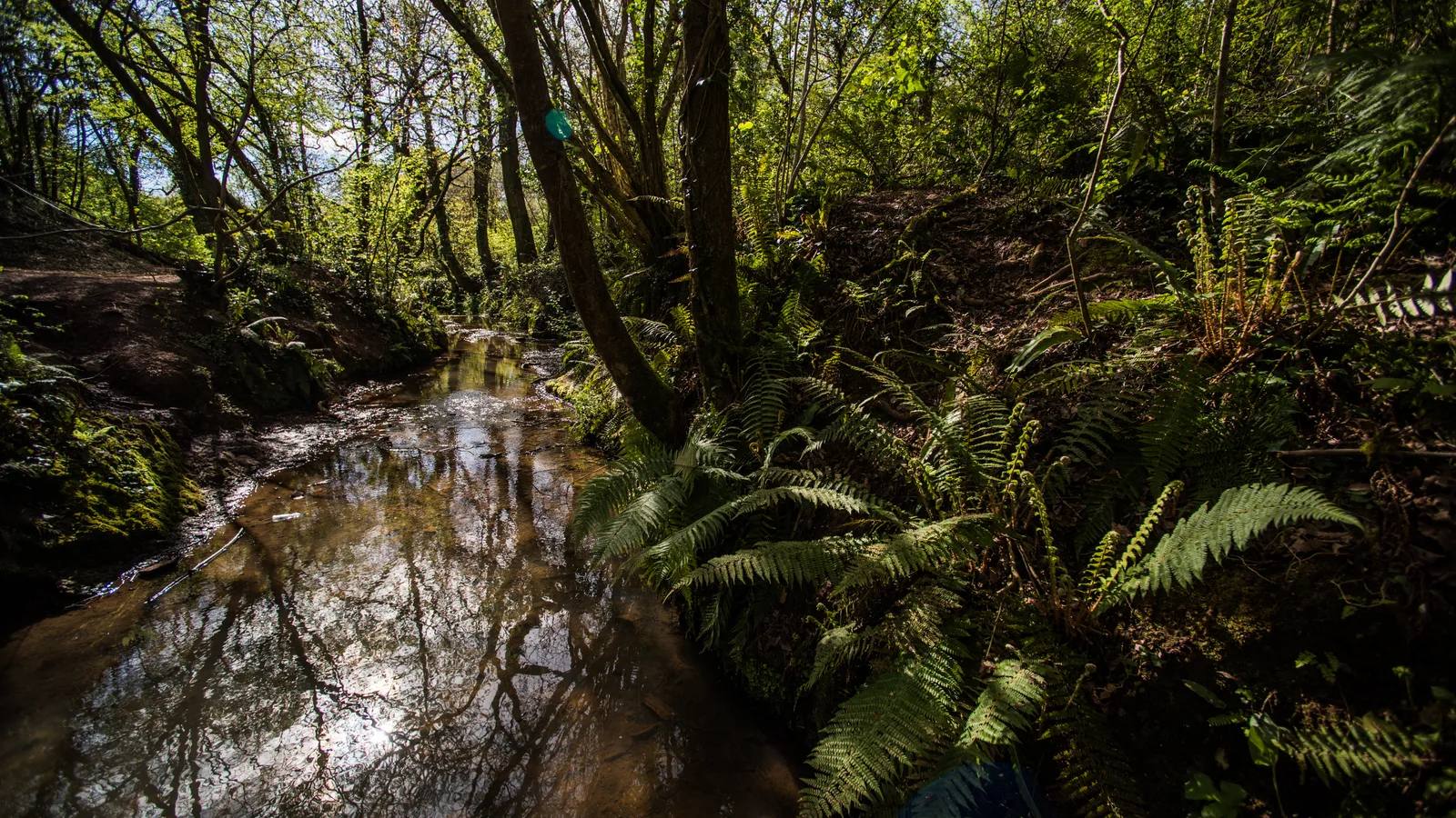 A wooded stream edged with ferns at Mincinglake Valley Park