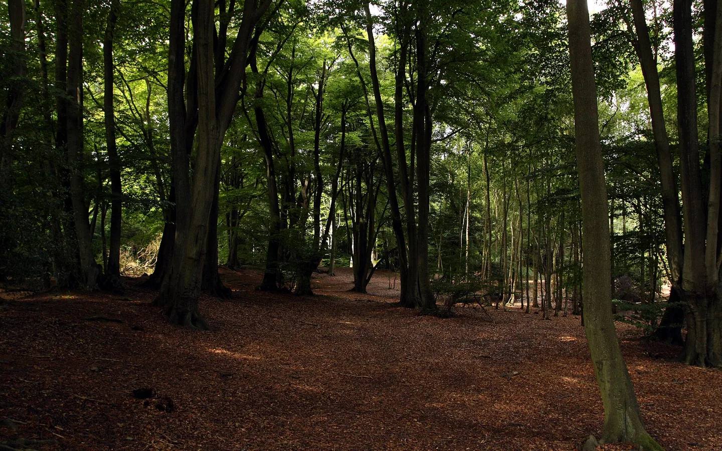 Sunlit woodland path among tall trees in Epping Forest