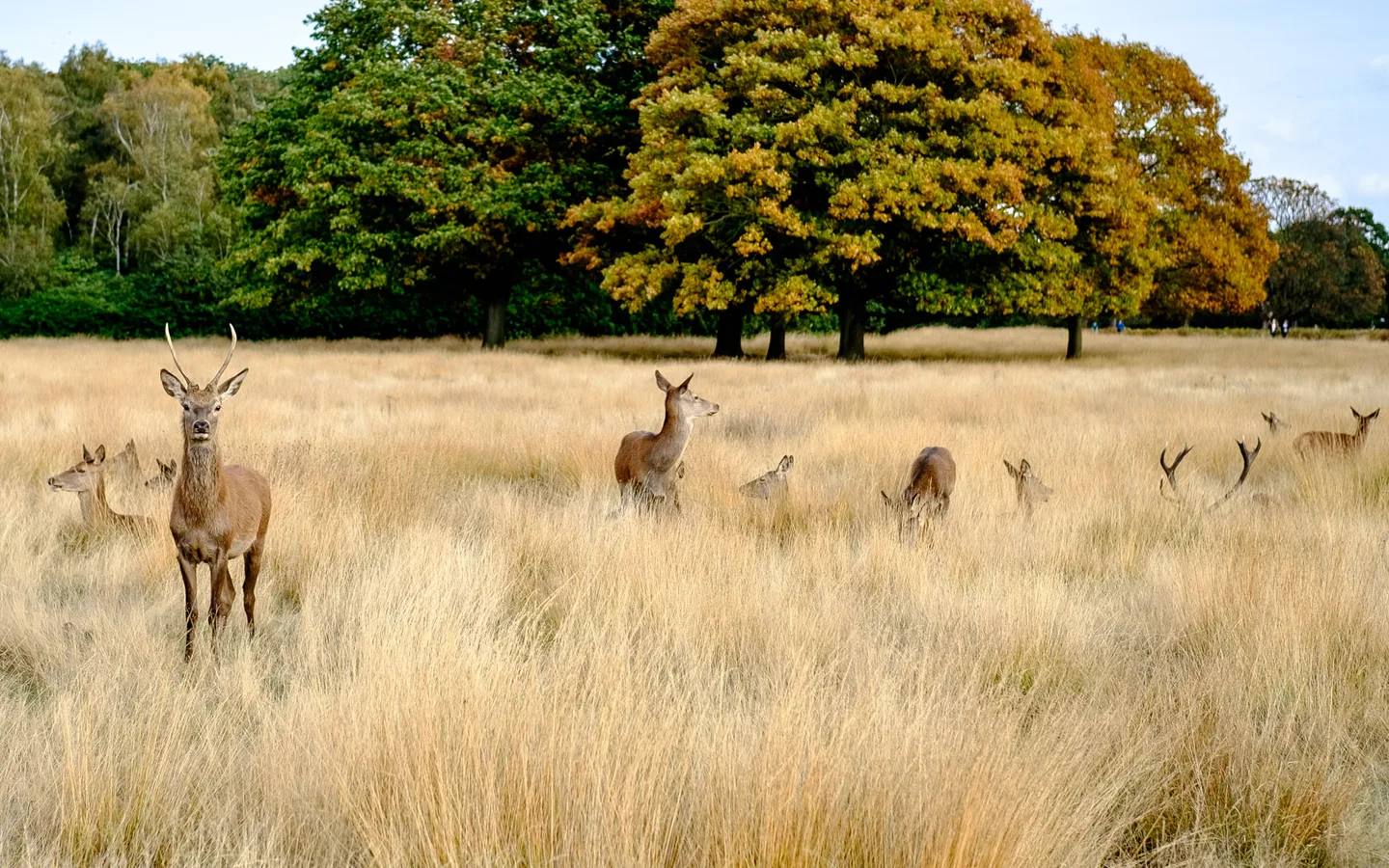 Red deer standing in long grass beneath autumn trees in Richmond Park