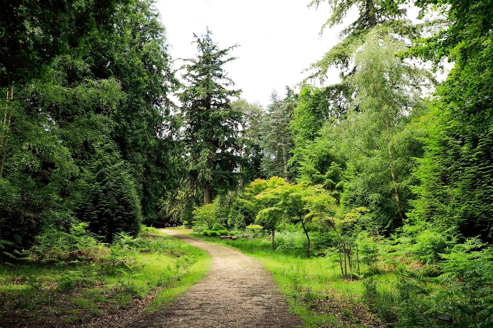 Woodland path through Bolderwood
