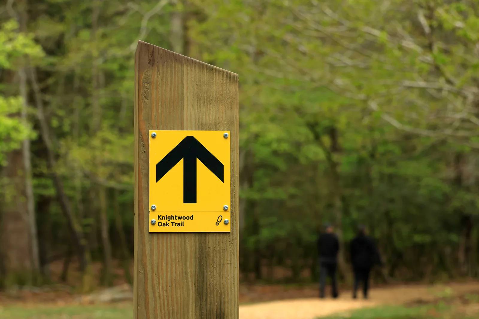 Yellow Knightwood Oak Trail waymarker beside the woodland path
