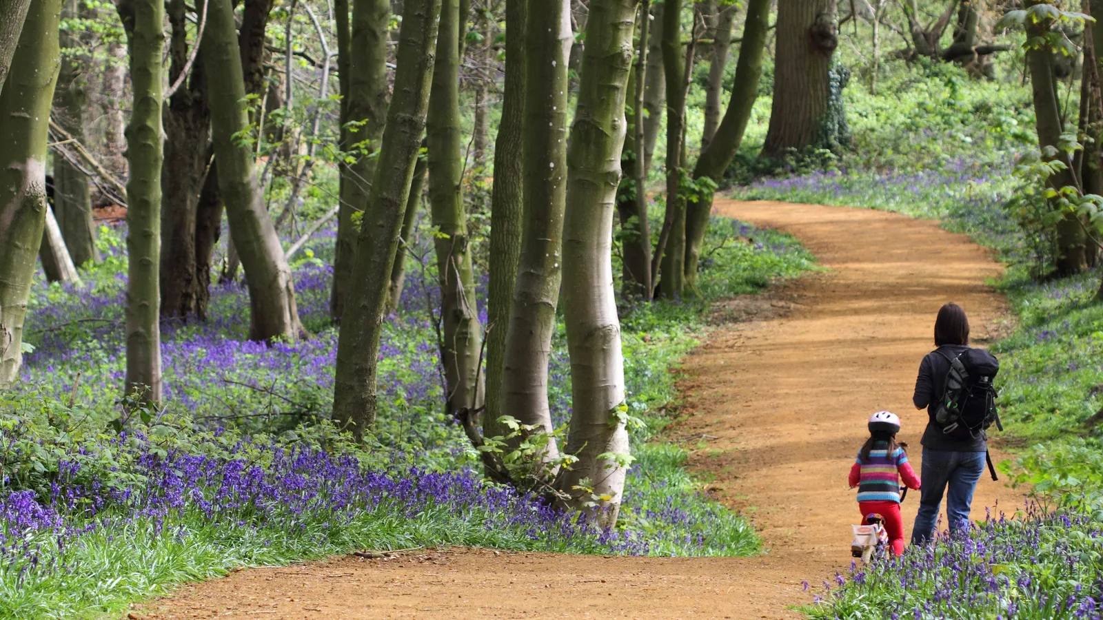 An adult walking beside a child on a bicycle on the bluebell-lined Blickling multi-use trail