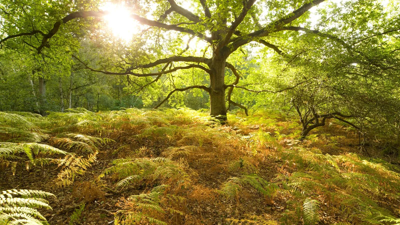 Trees and ferns in woodland at Thompson Common