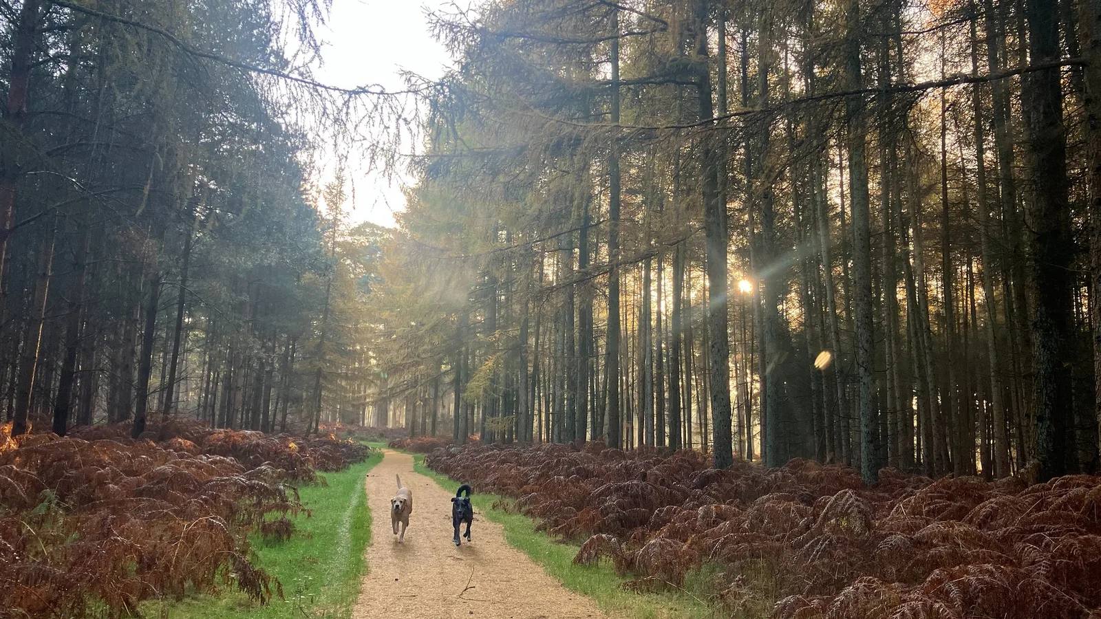Dogs running along an autumn woodland trail at High Lodge
