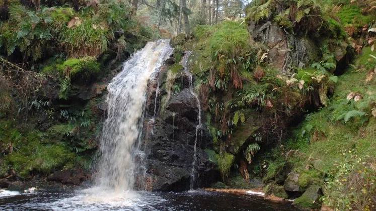 Hindhope Linn waterfall dropping into a dark forest pool between mossy banks
