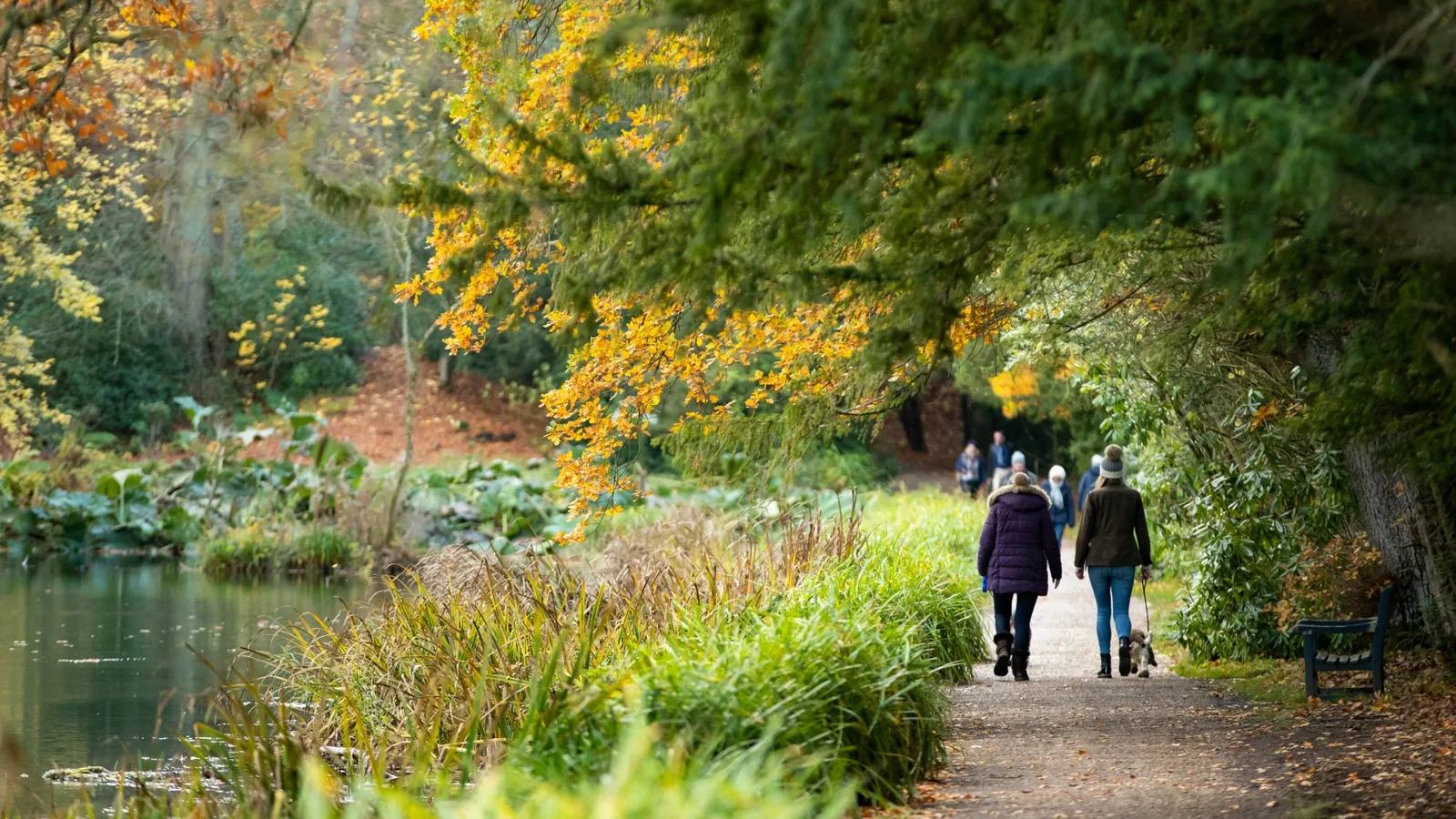 Visitors following a path through autumn woodland on the Wallington estate