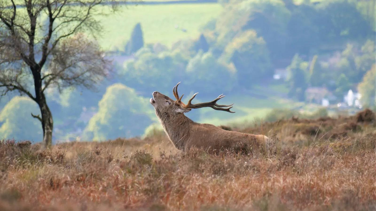 A red deer stag standing among autumn bracken on the Eastern Moors