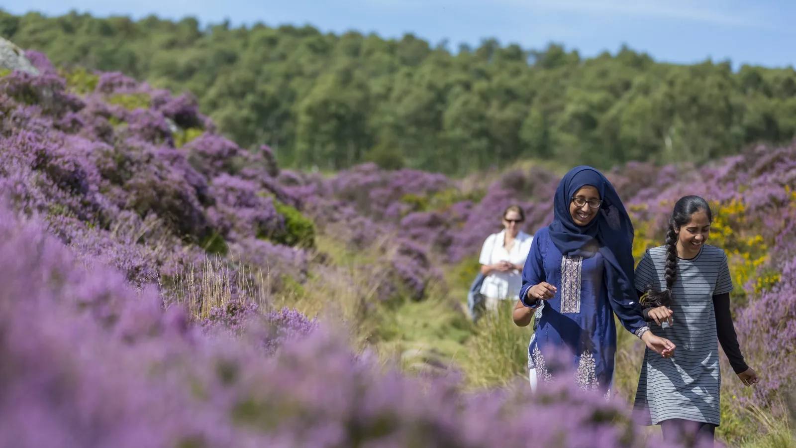 Walkers following a meadow path through purple heather at Longshaw