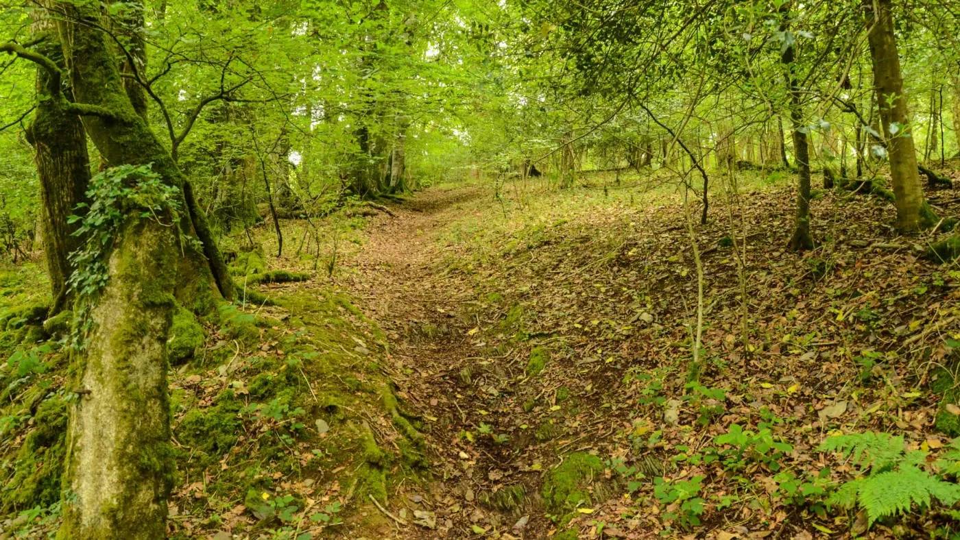 A narrow earth path winding through green oak woodland at Plymbridge Woods