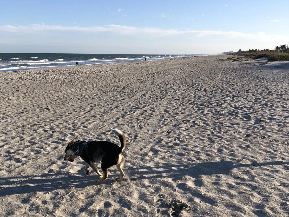 A leashed dog walks across the broad Cocoa Beach shoreline, with Atlantic surf and the beach stretching into the distance.