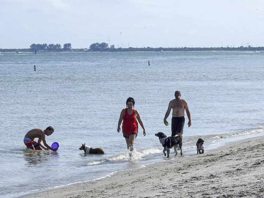 Visitors and dogs wade along the shallow shoreline at Fort De Soto Dog Beach.