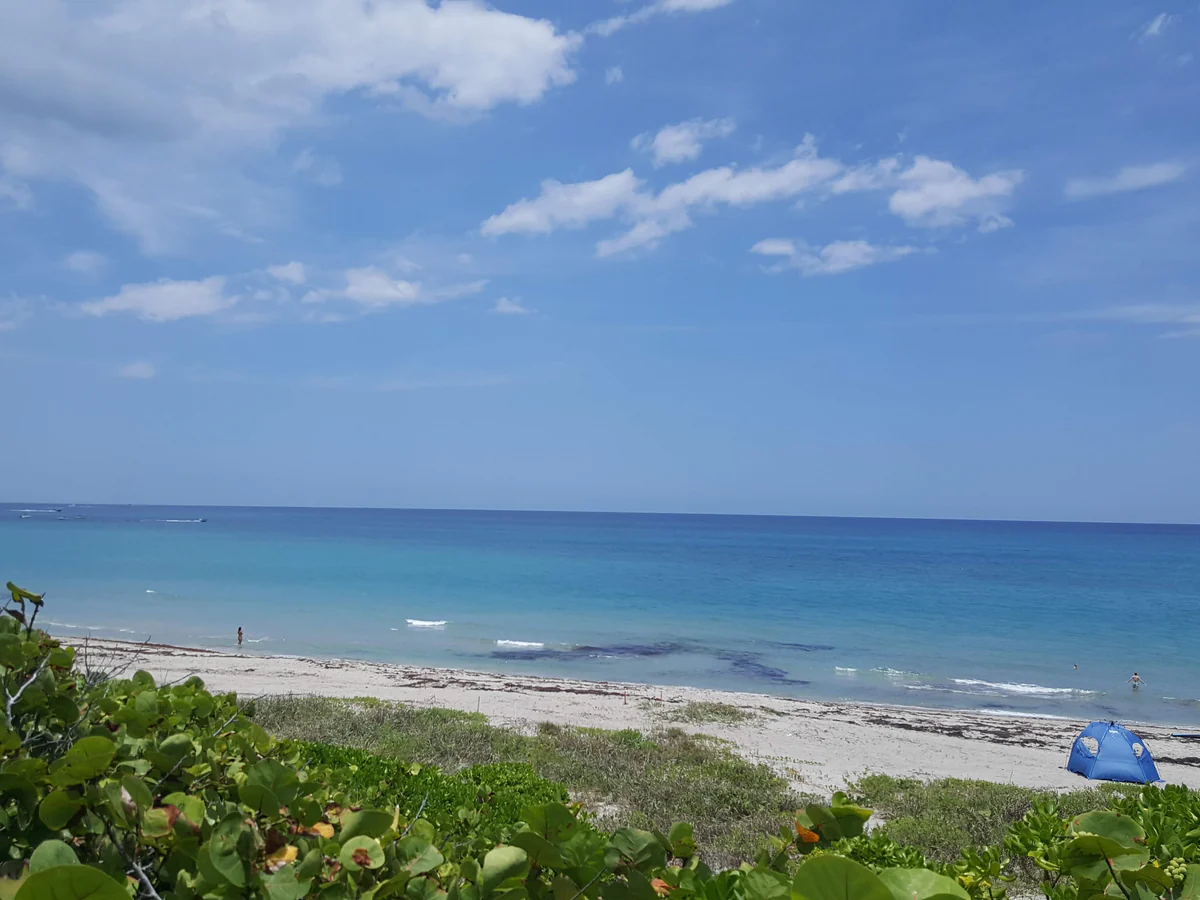The sandy shore, sea grape vegetation and water at Jupiter Dog Beach.