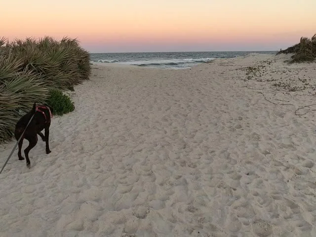 A leashed dog approaches the ocean through a sandy access path at Ormond Beach near Milsap Road.