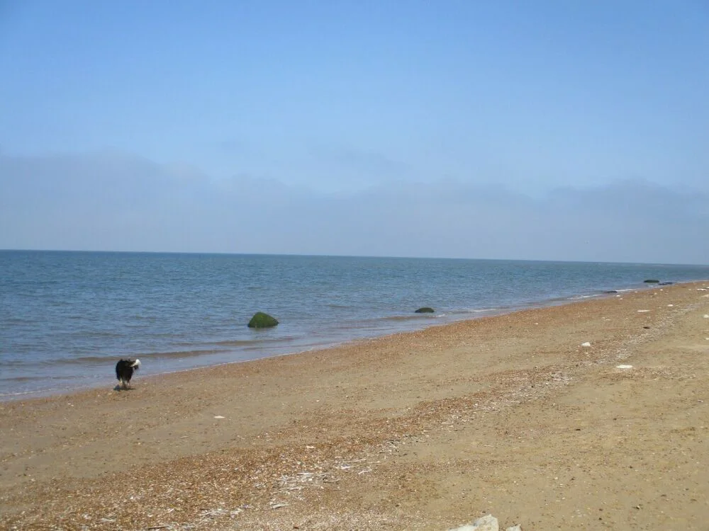 Dog on the shore at Old Hunstanton Beach
