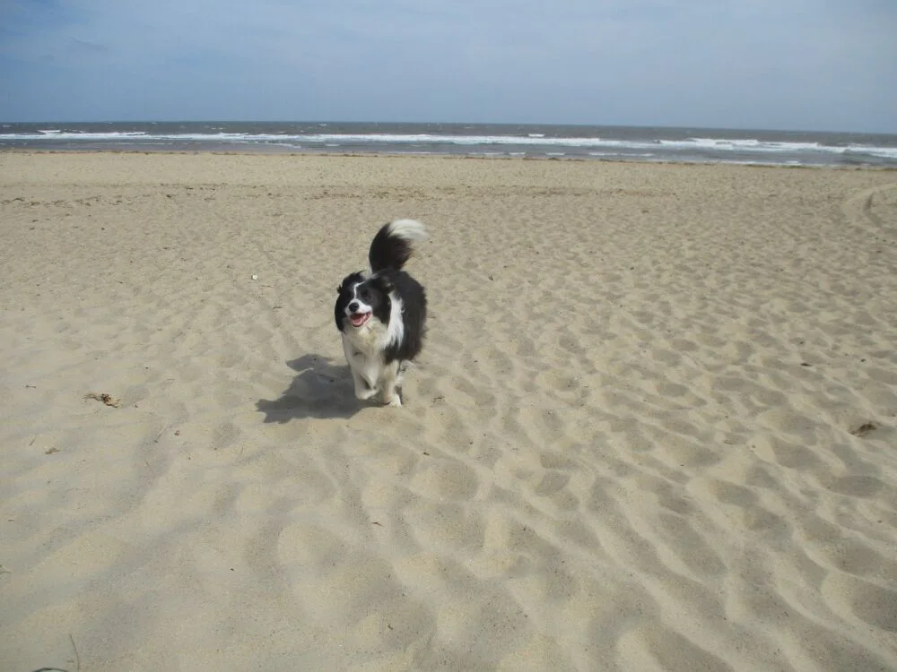 Dog on the sand at Winterton-on-Sea Beach
