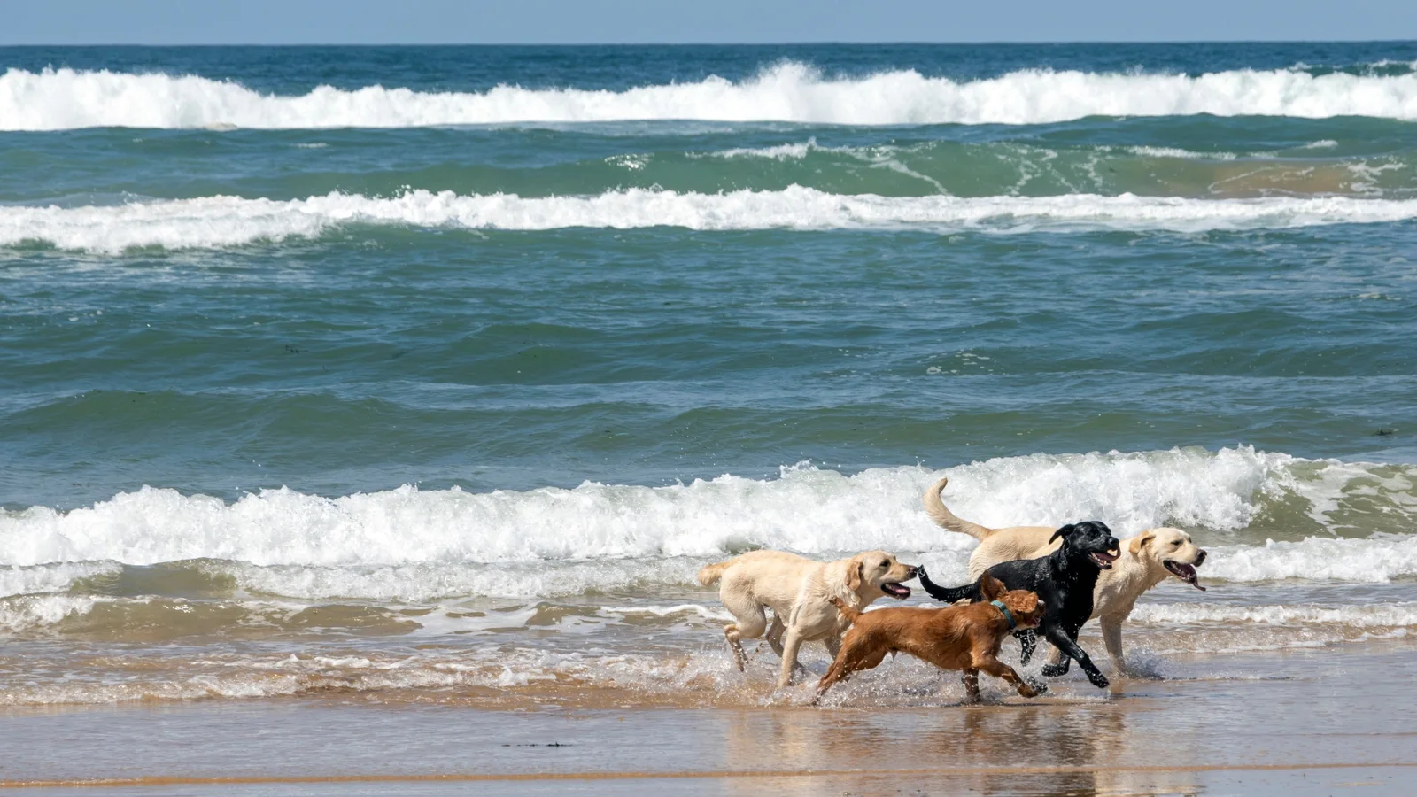 Four dogs running together at the waterline at Freshwater West