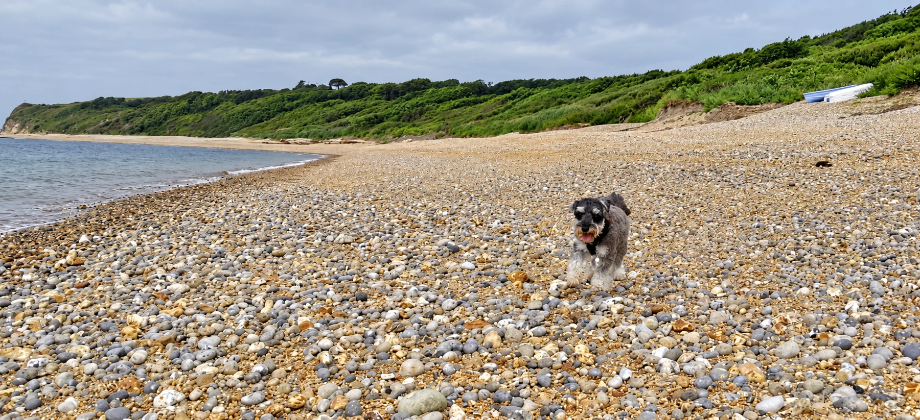 A dog running along the pebble shore at Ringstead Bay