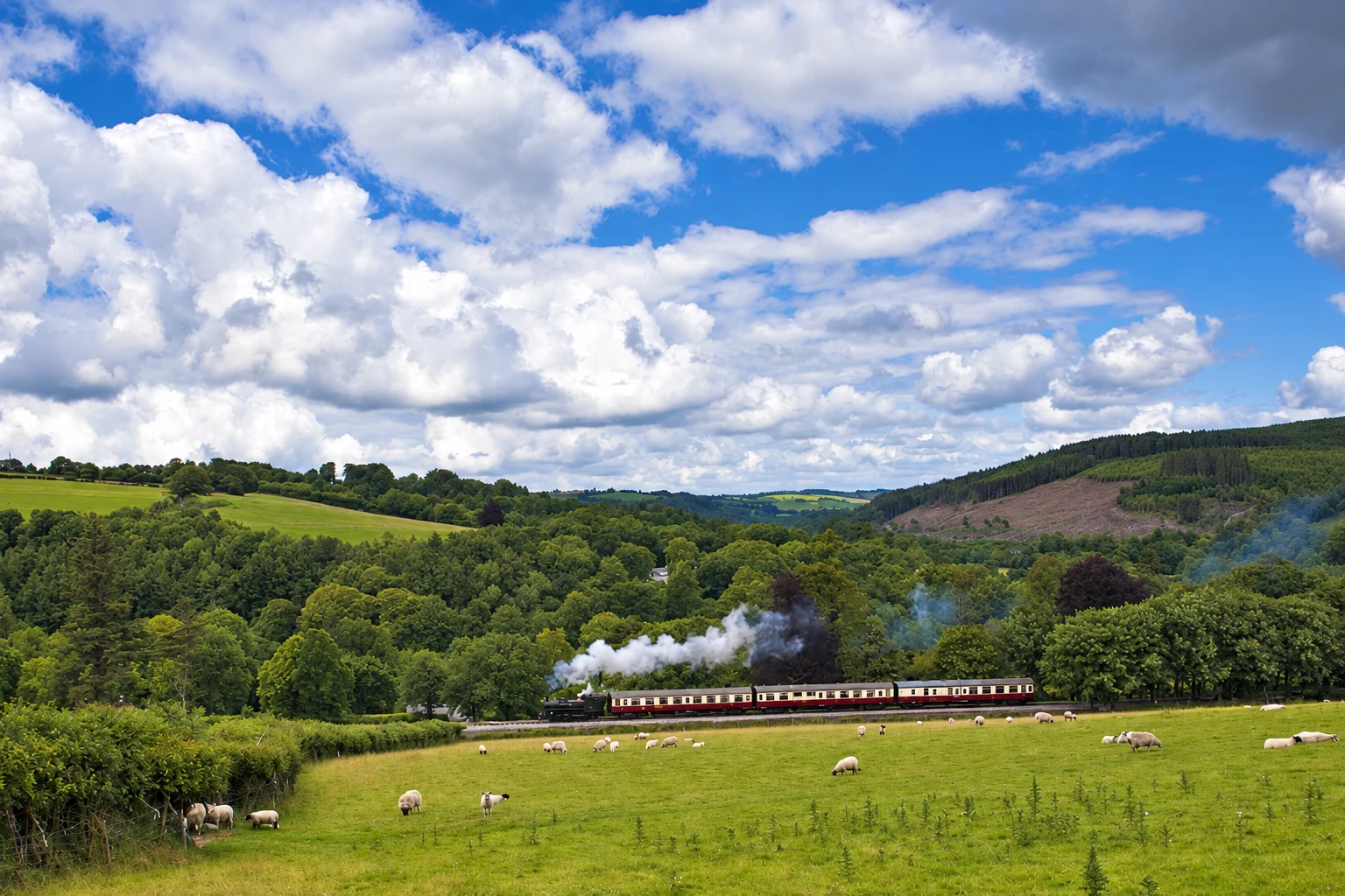 A steam train passing through a wooded Bodmin Railway valley above a field of sheep