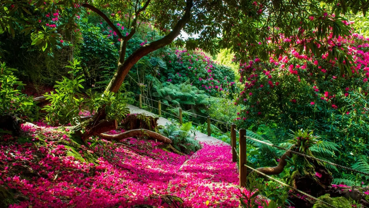 A garden path surrounded by ferns, trees and pink rhododendron flowers at the Lost Gardens of Heligan