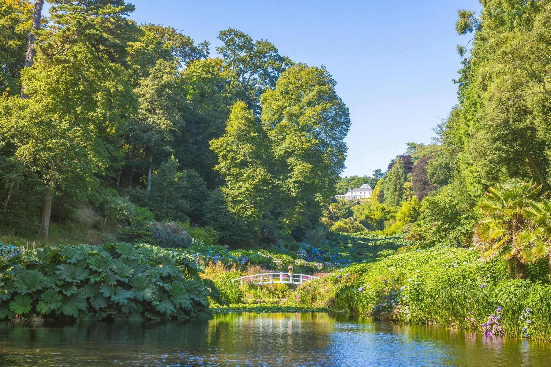 A pond and white footbridge surrounded by lush subtropical planting at Trebah Garden