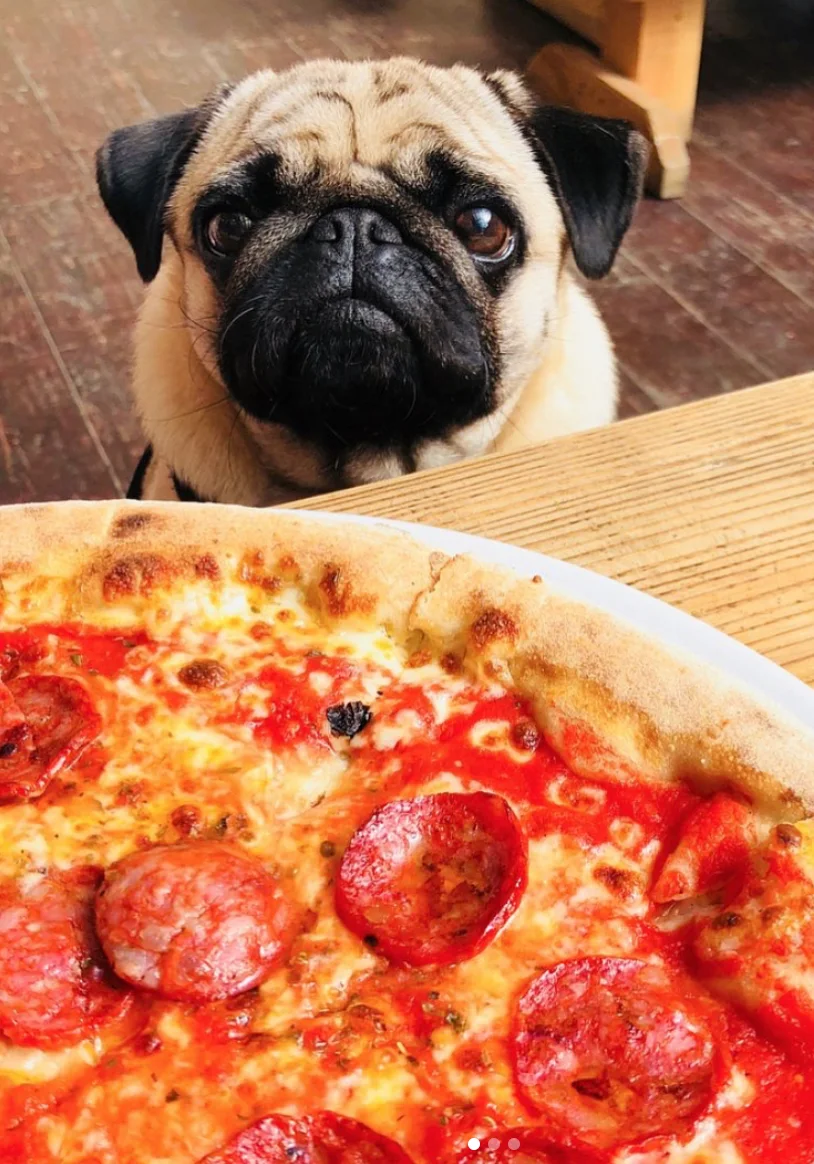 Pug beside a pizza at Bath Pizza Co