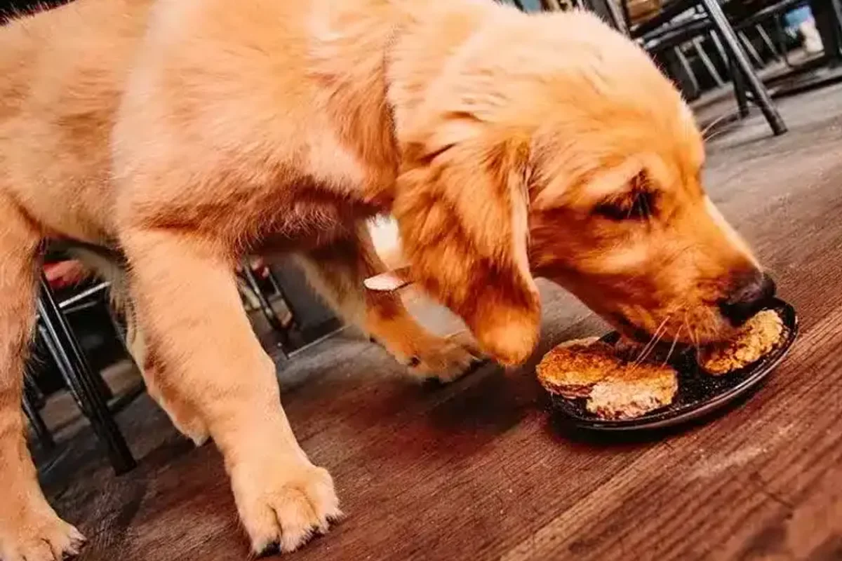 Golden puppy eating from a bowl beside restaurant chairs