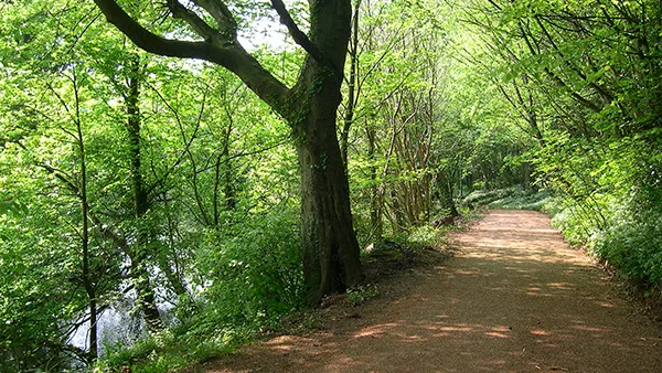 Wooded riverside path on the Ely Trail in Cardiff
